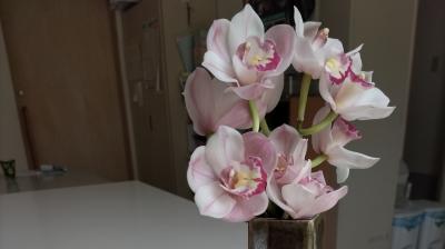 シンビジュームが咲きました。